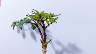 Aralia elata sprout growth