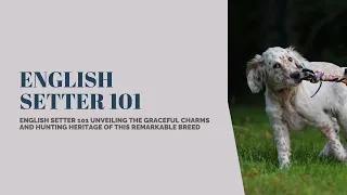 English Setter 101 Exploring the Grace, Intelligence, and Enduring Charm of this Classic Breed