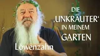 Löwenzahn oder Kuhblume