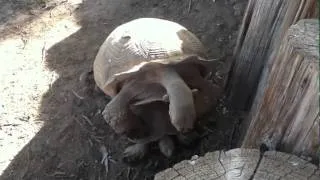 Turtles making love