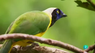 COLOMBIA Serranía Macarena Tesoro Escondido