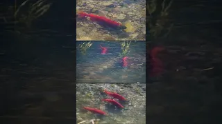 Kokanee Salmon Staring to Spawn #nature #fish #kokanee #salmon #spawning #wildlife #animals #utah