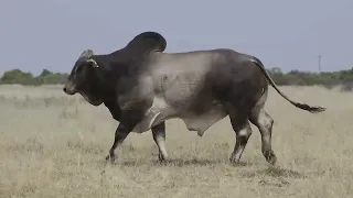 Meet the super Grey (manso) Brahman bulls on sale this November 2022