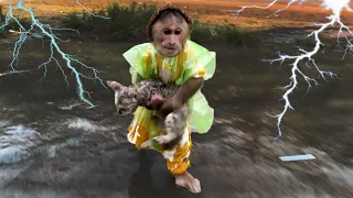 Super Hero! Cutis Rescues Kittens From Rained Thunder!