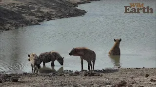 WildEarth - Sunrise - 05 November 2021