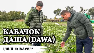 Кабачок Даша // Всё-таки есть деньги на кабачке?