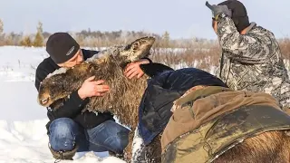 Трогательные спасения диких животных!#2