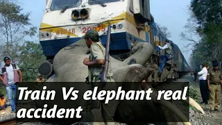 animals that hit by train - Animals vs Train , real accident elephant,