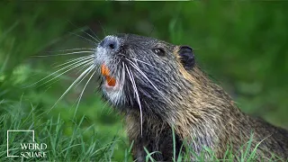 Beavers are most well known for their distinctive home-building that can be seen in rivers