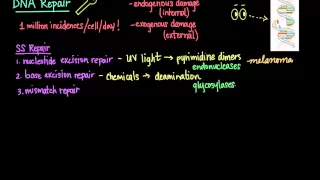 DNA Repair