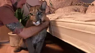 Сложно достать пуму из под кровати. Hard to get mountain lion from under the bed