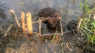 Beaver trapping pt 1