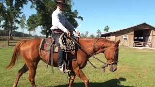 How To Get & Keep Your Horse's Attention