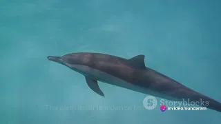 Incredible Dolphin Birth at Dolphin Quest Hawaii #youtube video #top #biology #English ##background