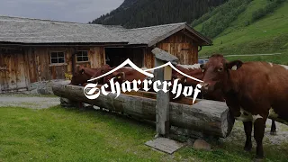 Almauftrieb unserer Kühe | Kinderbauernhof Scharrerhof