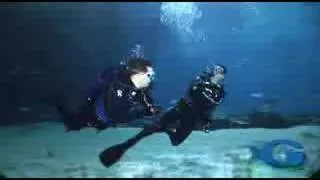 Swim with Whale Sharks at Georgia Aquarium