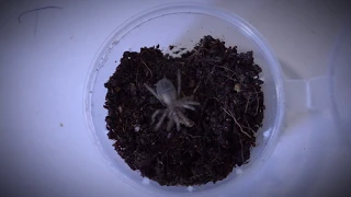 Кормление молодых паучков птицеедов (little spiders feeding).