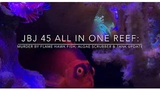 JBJ 45 All In One Reef: Murder by Flame Hawk fish, Algae Scrubber & Tank update