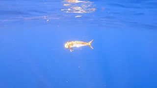 Mahi Mahi Dolphinfish on Gold Coast , Australia.