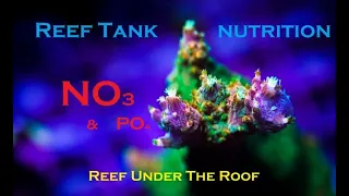 Nitrates & Nutrition In a Reef Tank