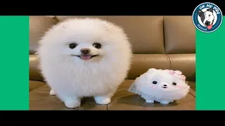 Funny & Cute Pomeranian Puppies Videos - Baby Dogs Videos Compilation 2017