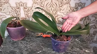 Размножение орхидеи путем деления. Как сделать из одной две орхидеи.