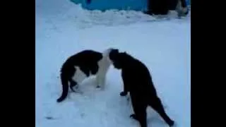 Коты дерутся.mp4