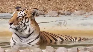 #tiger #bengaltiger #youtubevideos #zoo #incrediblekarnataka