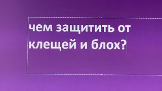 Чем защитить от клещей, исчезли симпарика и бравекто?