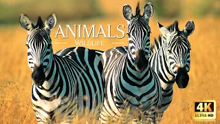 Africa Wildlife In 4K ~ Beautiful Relaxing Music ~ Scenic Relaxation Film With Calming Music