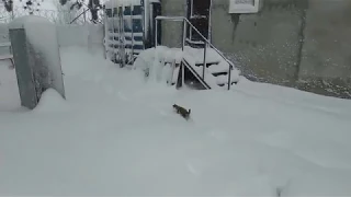 Первый снег в жизни кошек!