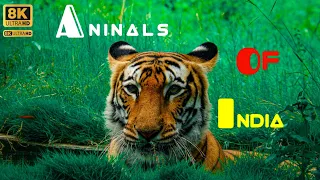 India Wildlife In 4K - Amazing Scenes Of India's Animals | Scenic Relaxation Film #11 #indiananimals