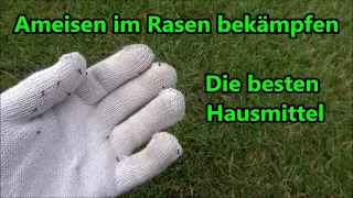 Ameisen im Rasen bekämpfen mit Hausmittel - Diese Methoden empfehle ich gegen Ameisen im Rasen