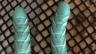 Hornworm breeding is here! How to get started - update