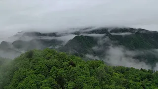 Improving eco-environment helps mountainous areas in China create wealth by herb planting