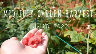 Mid-July fruit and vegetable harvest + a zucchini dinner | Gardening in Alaska, zone 4b