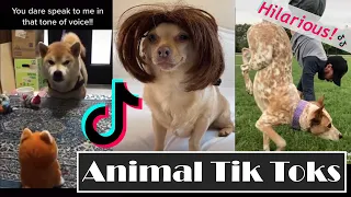 Funny Animal Tik Toks [Clean]: Try Not to Laugh - June 2020