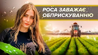 ОБПРИСКУВАННЯ ПІД ЧАС РОСИ- ПОГАНА ІДЕЯ?