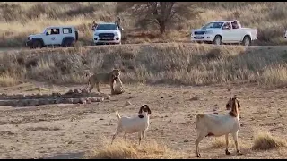 Lion catches Goat in Kgalagadi