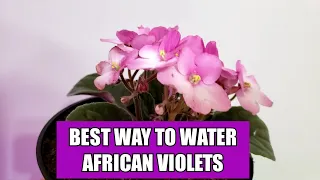 HOW TO WATER YOUR AFRICAN VIOLET PLANT/ AFRICAN VIOLET PLANT CARE