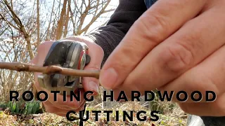 How to Root Plants from Hardwood Cuttings in the Winter (Viburnum, Crape Myrtle, Plum, and Peach)