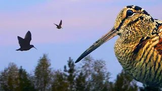 Woodcock courtship display in slow motion | Film Studio Aves