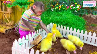 BiBi helps dad take care of ducklings and harvest fruit