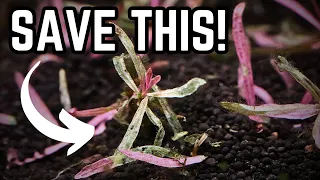Do This If Your Aquarium Plants Are Dying or Melting! Simple Tricks That Revive Dying Plants!
