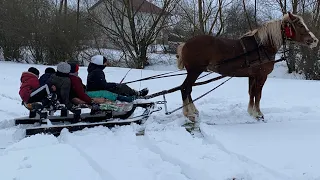 🔥Тарзан 🔥Жеребець на Паровку на Продажу Коні Ваговози Коні в Україні🔥🐴💪