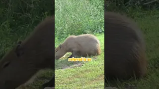 Capybara The Friendliest Animal On Earth