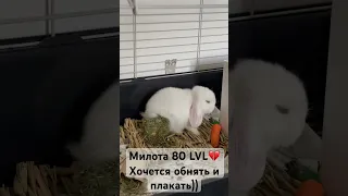 Декоративный карликовый кролик (минилоп) умывается 🐰💔