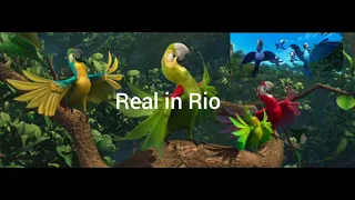 Real in Rio [ Beginning and ending ] Soundtrack #11