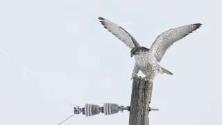 Gyrfalcon Taking Off