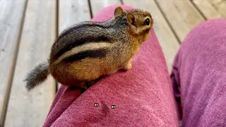 Chipmunk peed on my pants.